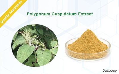 Polygonum Cuspidatum Extract